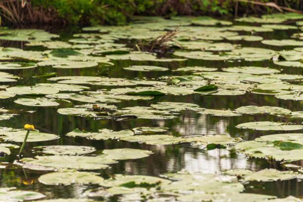 istock water lily leaves inside the Mincio river Regional Park 1201676636