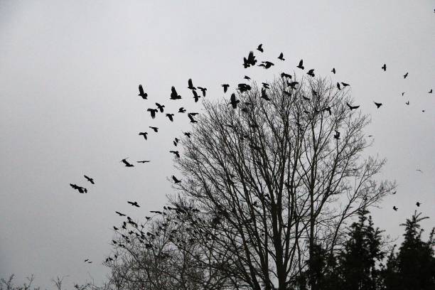 Flock of birds flies over a tree in the dark