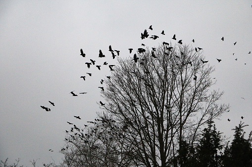 Flock of birds flies over a tree
