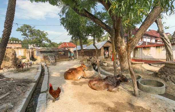 Indian countryside view with mud huts and unpaved village road near Bolpur district of West Bengal West Bengal, India, November 2,2019: Indian village scene with houses and people and domestic cattle sitting by the road. Photograph taken near Bolpur Shantiniketan West Bengal mud hen stock pictures, royalty-free photos & images
