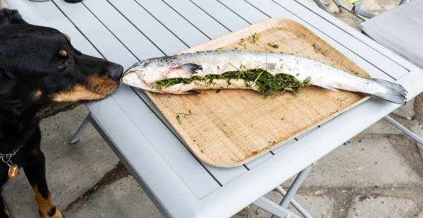 개는 허브로 채워진 연어를 냄새 - trout prepared fish whole grilled 뉴스 사진 이미지