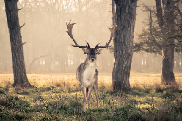 Stag standing in woodland in golden morning sunshine A stag standing in a forest woodland area in Dublin's Phoenix Park, in golden morning sunshine and long grass, with long antlers looking at camera fallow deer photos stock pictures, royalty-free photos & images
