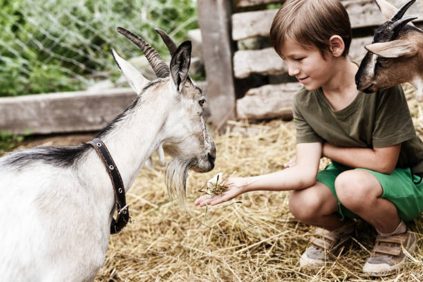 istock Cute little boy spending a day with the animals on farm 1201677988