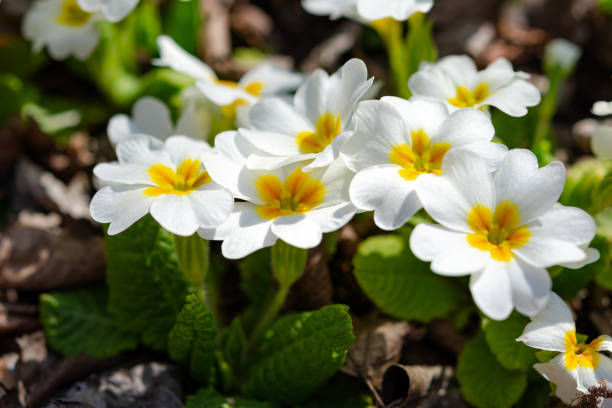 istock White primrose garden perennial close-up 1201677992