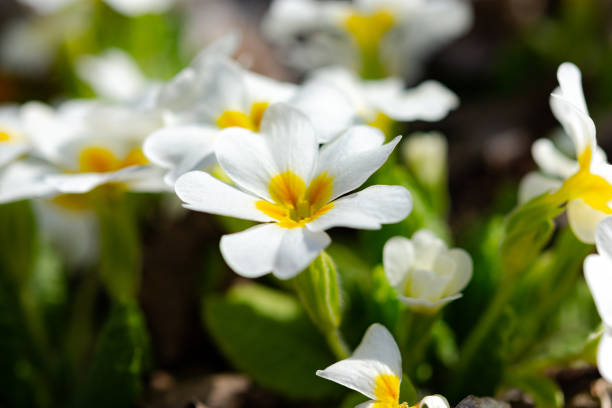 istock White primrose garden perennial close-up 1201677993