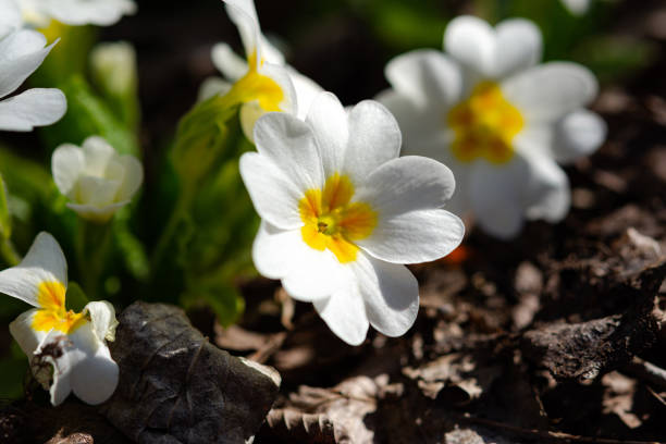 istock White primrose garden perennial close-up 1201677998