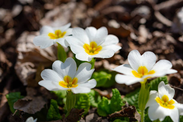 istock White primrose garden perennial close-up 1201677999
