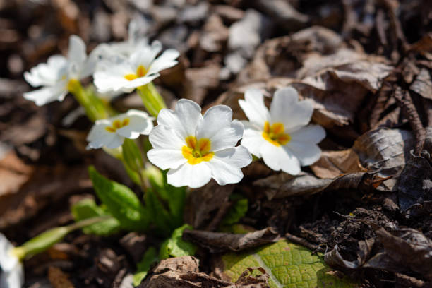 White primrose garden perennial close-up