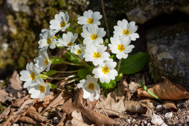 istock White primrose garden perennial close-up 1201678016