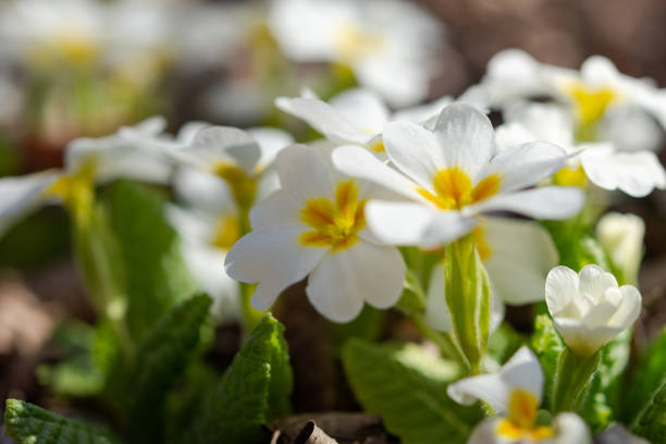 istock White primrose garden perennial close-up 1201678019