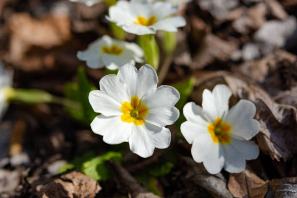 istock White primrose garden perennial close-up 1201678021
