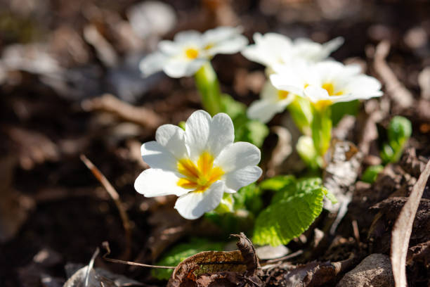 istock White primrose garden perennial close-up 1201678022