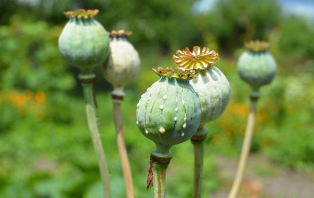 las amapolas del opio se dirigen a las cabezas que crecen en afganistán. cultivo de adormidera afgano. - morfina medicamento fotos fotografías e imágenes de stock