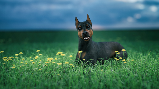 Doberman  pinscher Dog - 3d rendered image - portrait of cute Doberman dog posing at meadow grass field. Studio lighting shot. Smile expression. Sharp focus on eyes.
