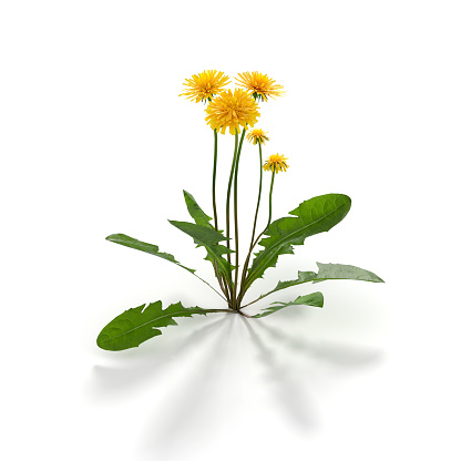 Dandelion herb on white - 3d rendered image of dandelion flower isolated on white background.