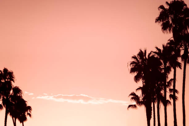 istock Pink Sky Tropical Vacation Background With Silhouetted Palm Trees 1201682280
