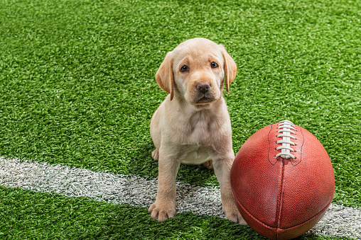 A cute young Yellow Labrador puppy sitting looking up while next to a leather American Football that is on a yard line of a football field.