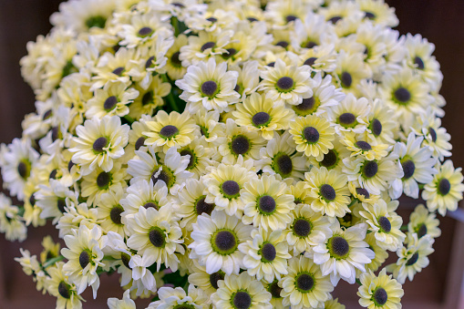 white chrysanthemum flowers with yellow centre-close up. bouquet of beautiful daisies flowers, close up.