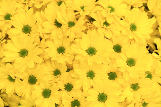 istock yellow flowers background. Yellow chrysanthemums daisy flower background pattern bloom 1201683501