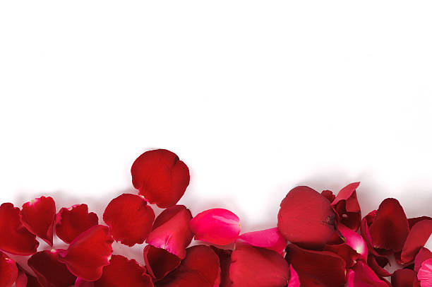 istock red and pink rose petals 120168427