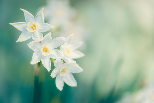 Paperwhite Narcissus in bloom. Flower image with copy space