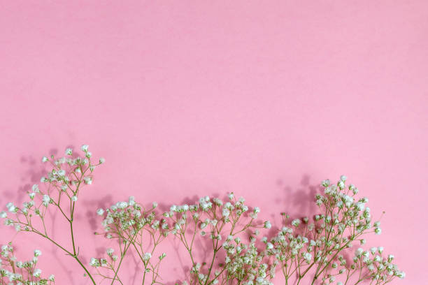 istock Small little white flowers on a pink background with space for text 1201685546