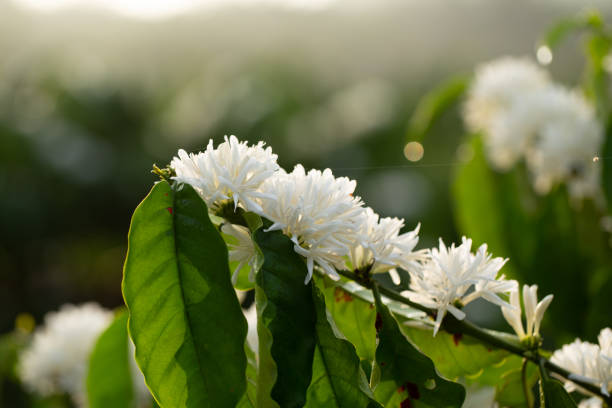 istock Coffee Flowers blossom on Coffee tree close up view 1201686022