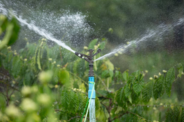 Water sprinkler system in the coffee plantation.