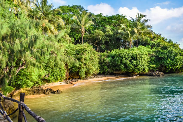 istock Greenery by the beach Indian Ocean Zanzibar 1201690069