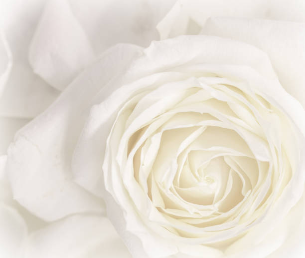 istock Soft focus, abstract floral background, white rose flower. Macro flowers backdrop for holiday brand design 1201690303