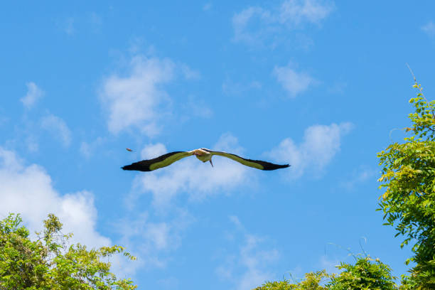 istock white stork shootings inside Mincio regional park 1201690311
