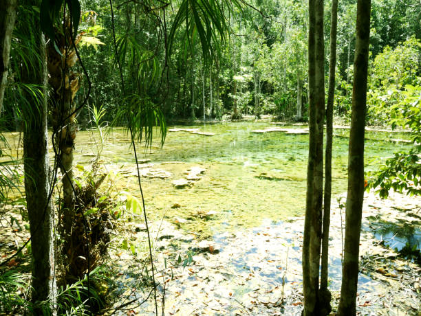 istock Beautiful green tree natural in the forest at Thailand. 1201690408