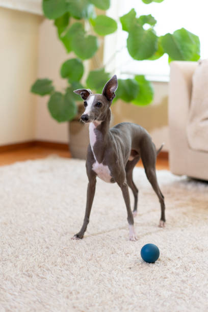 自宅でイタリアのグレイハウンド犬 - italian greyhound ストックフォトと画像
