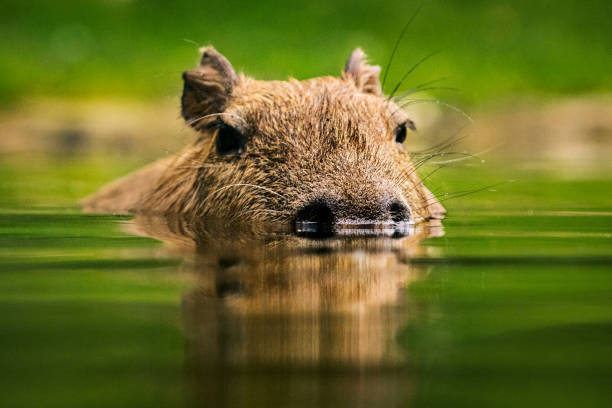 Swimming capybara portrait Portrait of capybara in the water - the body is submerged, while only nostrils, eyes and ears are above water. capybara stock pictures, royalty-free photos & images