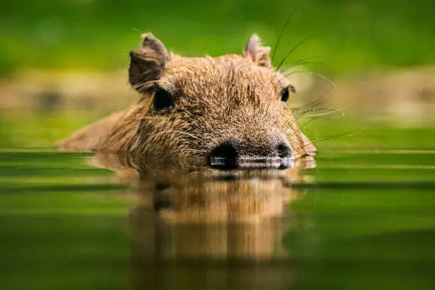 Portrait of capybara in the water - the body is submerged, while only nostrils, eyes and ears are above water.