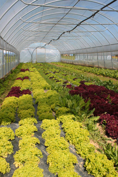 istock agricultural greenhouse 1201693240