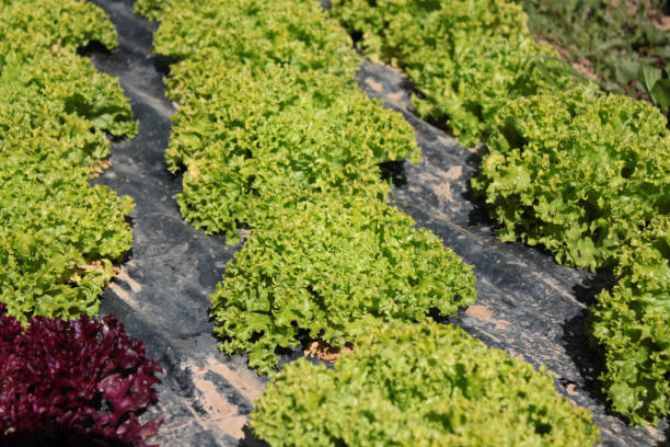 istock agricultural greenhouse 1201693308
