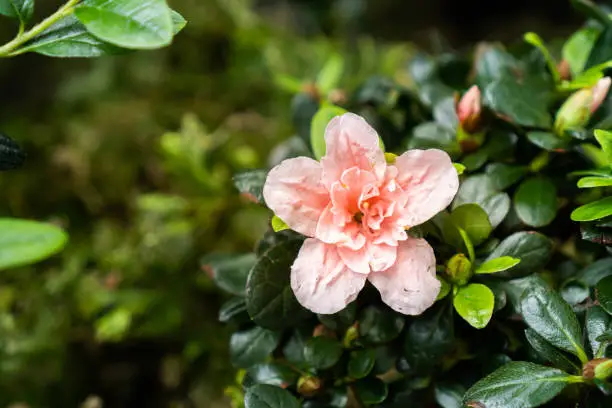 the Old-rose flower at the center of the frame with small green leaves background