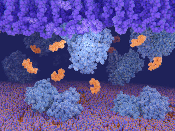 Bacterial resistance to the antibiotic vancomycin, D-alanyl-D-lactate ligase (blue) synthesizes cell-wall precursors in bacteria, that are resistant to the antibiotic vancomycin (yellow), so that it cannot bind to the cell-wall. Source: PDB entry 1e4e. lactic acid stock pictures, royalty-free photos & images