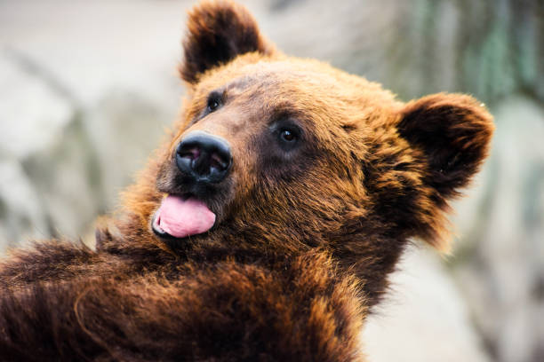 istock Portrait of young brown bear 1201693695