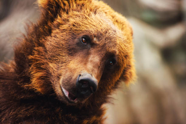 istock Portrait of young brown bear 1201693816