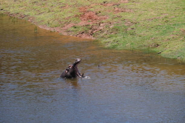 hippopotame bâillant - animal hippopotamus africa yawning photos et images de collection