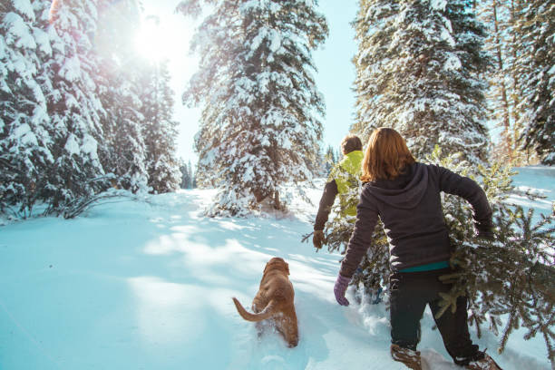 Middle-Age Male and Female Adults Carrying a Cut Pine Christmas Tree Through the Deep Snow On a Mountain Landscape stock photo