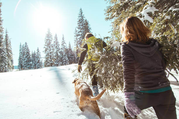 Middle-Age Male and Female Adults Carrying a Cut Pine Christmas Tree Through the Deep Snow On a Mountain Landscape Middle-Age Male and Female Parents Carrying a Cut Pine Christmas Tree Through the Deep Snow On a Mountain Landscape clear sky usa tree day stock pictures, royalty-free photos & images