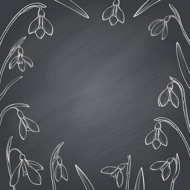 ilustrações de stock, clip art, desenhos animados e ícones de vector spring frame with hand drawn snowdrops on blackboard. - leaf black background line art nature