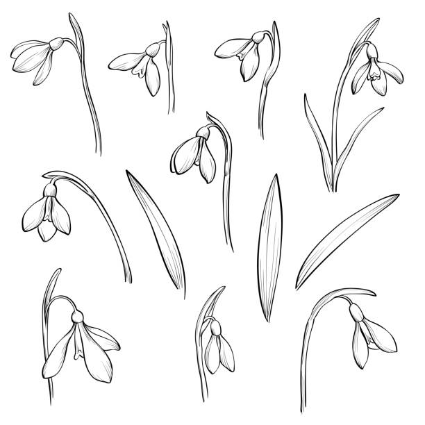 Vector Snowdrops Set Hand Drawn Snowdrops Flowers On White Background Stock  Illustration - Download Image Now - iStock