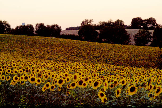 Grainy, impressionistic image of Sunflowers farmed in the Gers Region of the south-west of France