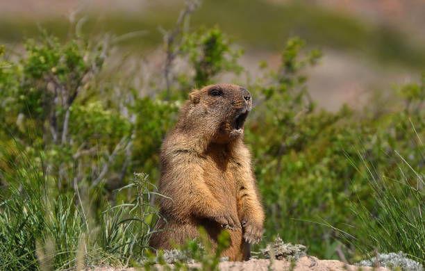 Funny wild groundhog-baibak. Wild groundhog left hibernation. groundhog day stock pictures, royalty-free photos & images