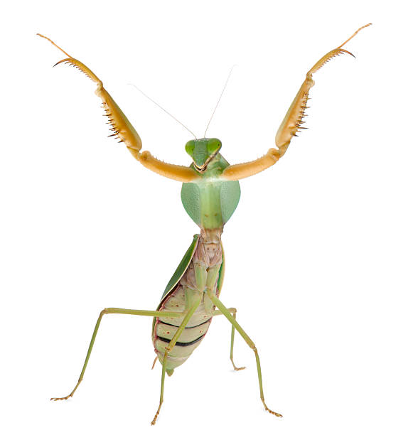 Front view of Female Praying Mantis, Rhombodera Basalis, white background.
