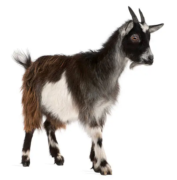 Photo of Common Goat from the West of France, white background.